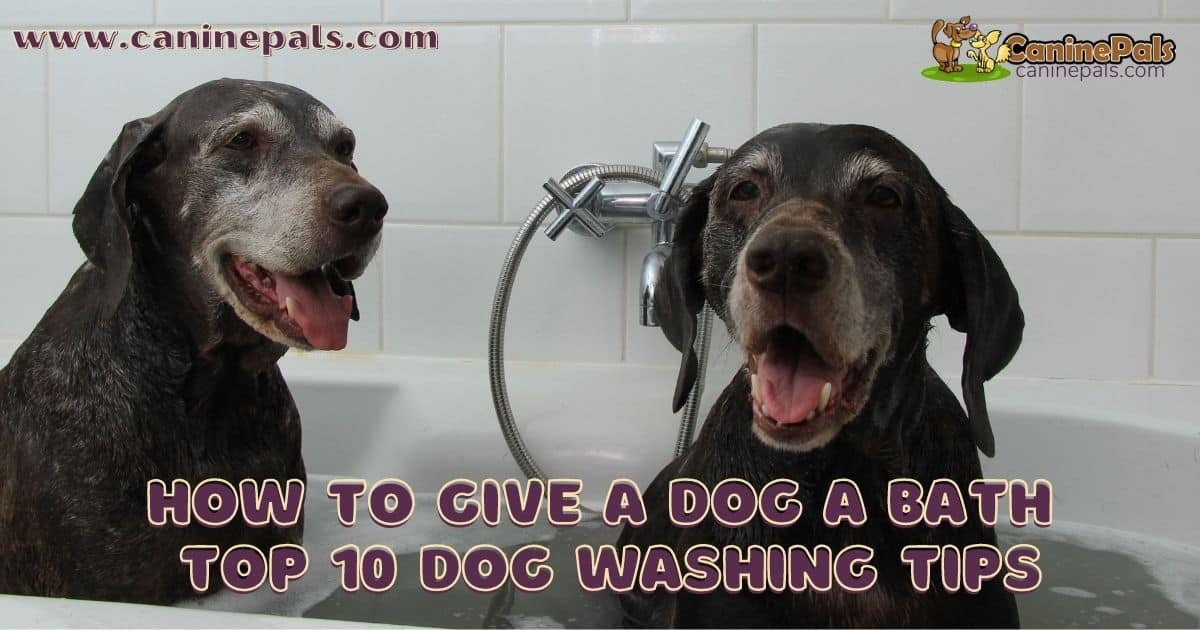 How to Give a Dog a Bath: Top 10 Dog Washing Tips