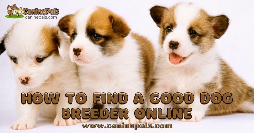 Tips on How to Find a Good Dog Breeder Online - Canine Pals