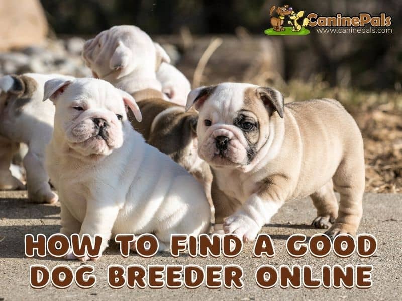 How to Find a Good Dog Breeder Online