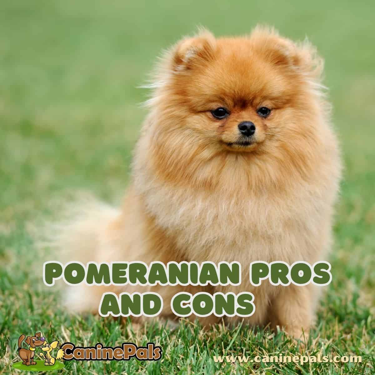 Pomeranian Pros and Cons