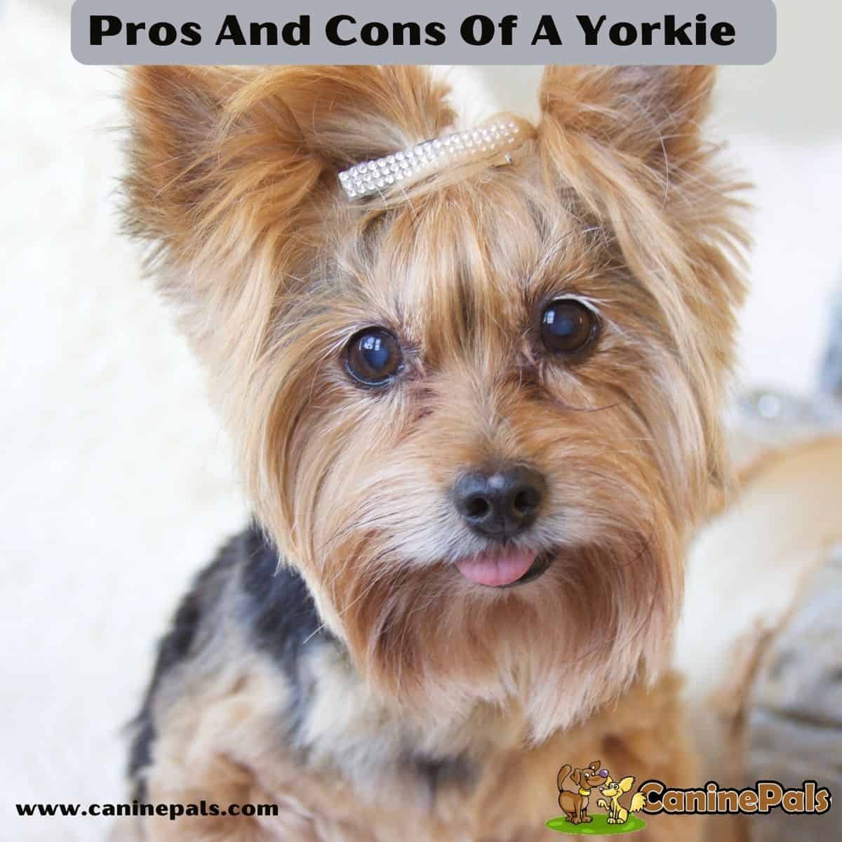 Pros And Cons of a Yorkie. 