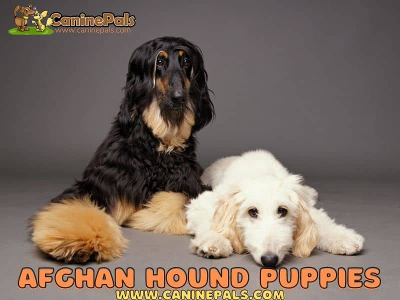 Afghan Hound Puppies