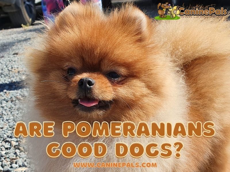 Are Pomeranian Good Dogs?