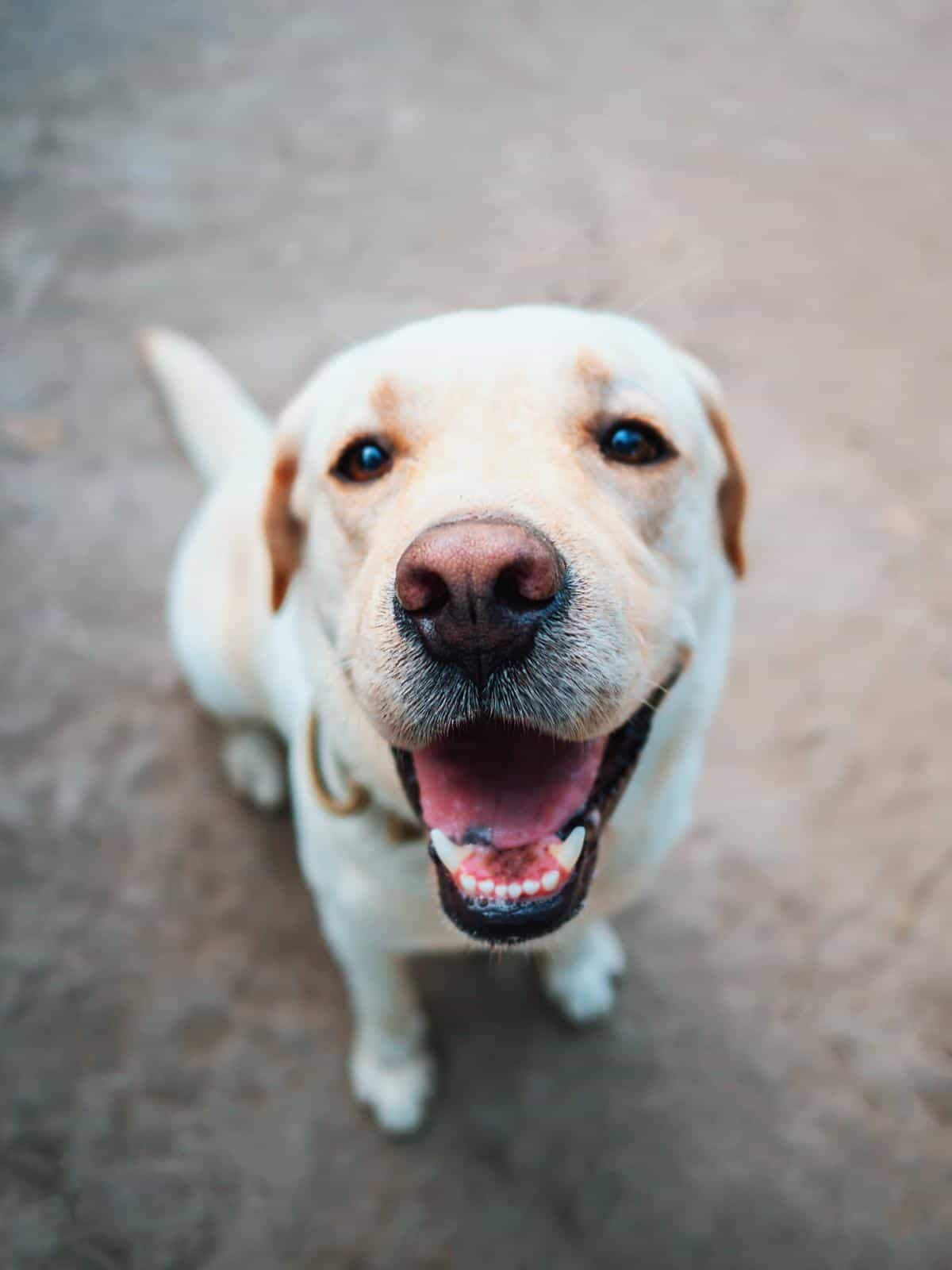 Labrador retriever dog