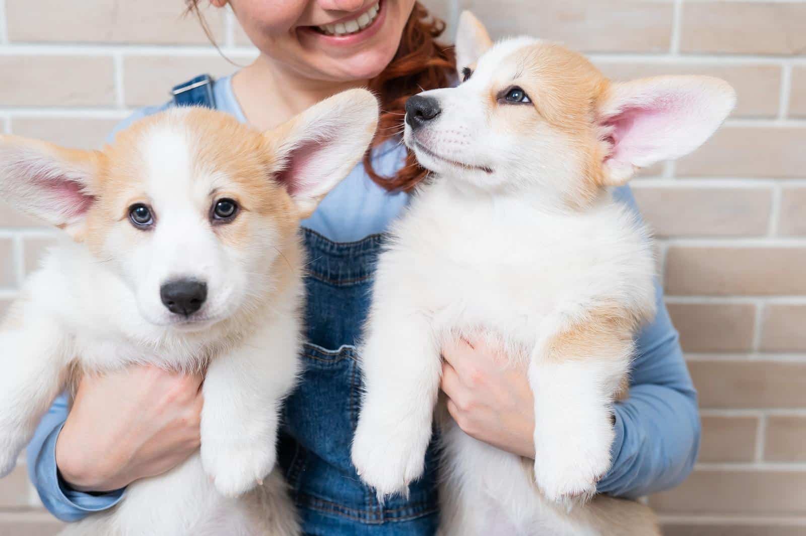 Pembroke corgi puppies