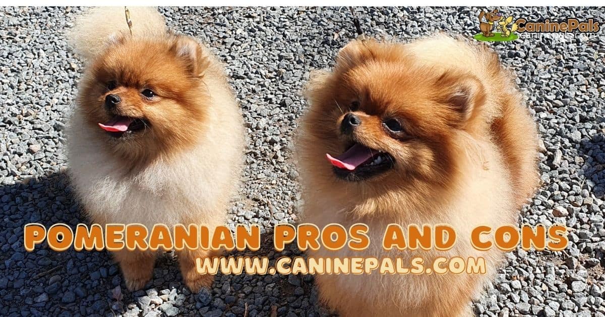 Pomeranian Pros and Cons