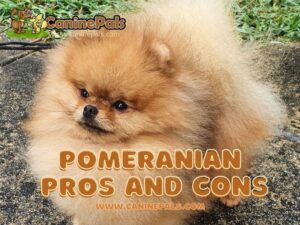 Pomeranian Pros and Cons