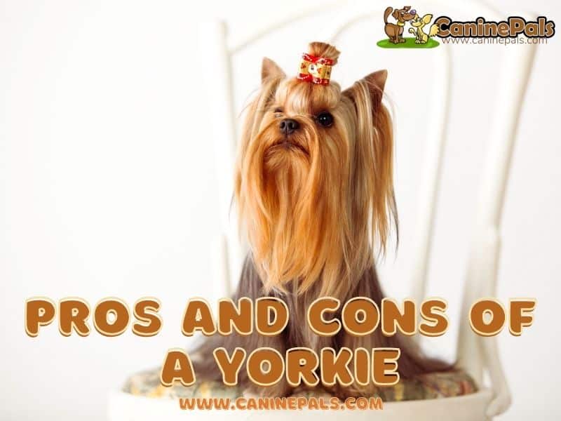 Pros And Cons Of Owning A Yorkie