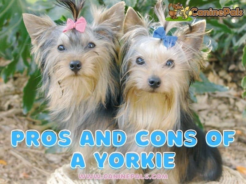 Pros And Cons Of Owning A Yorkie 