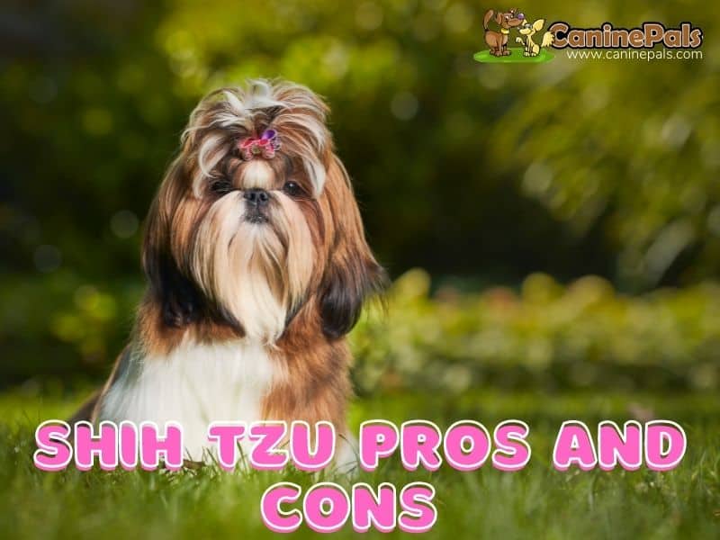 Shih Tzu Pros And Cons 