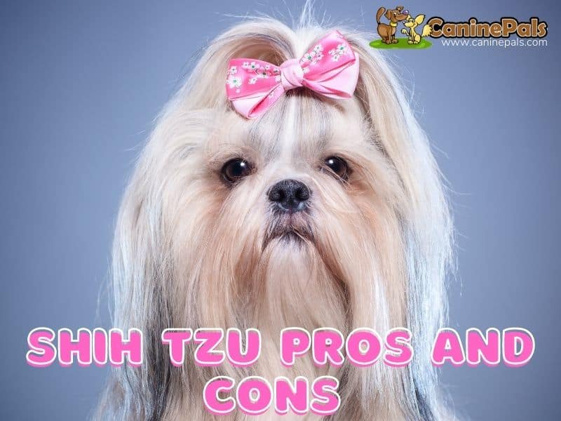 Shih Tzu Pros And Cons 