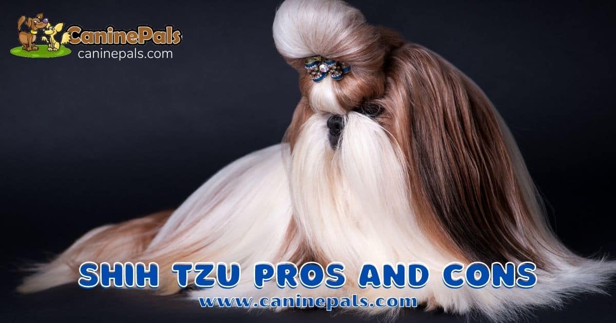 shih tzu pros and cons