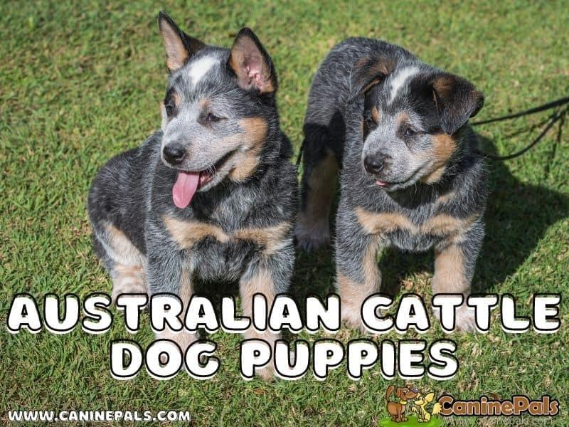 Australian Cattle Dog Puppies