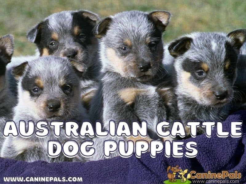 Australian Cattle Dog Puppies