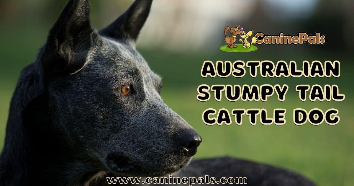 Australian Stumpy Tail Cattle Dog