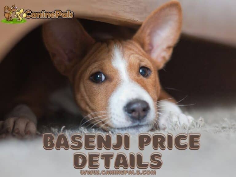 Basenji Cost and Things to Know Before Getting One Canine Pals
