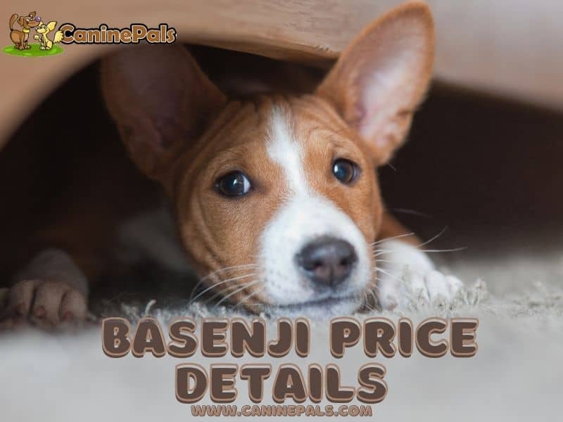 Basenji Price 