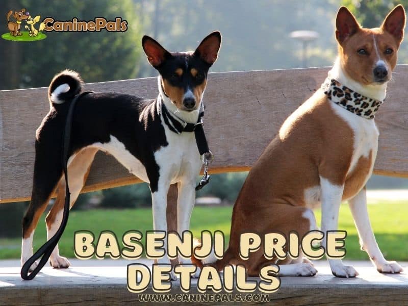 Basenji Price Details