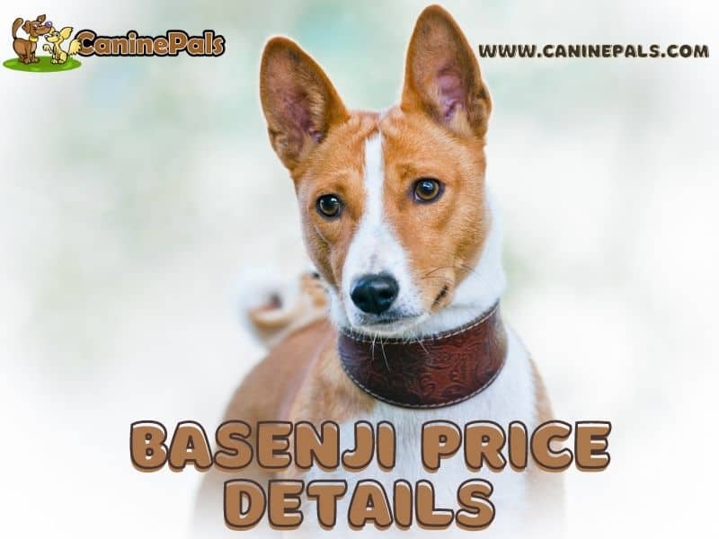 Basenji Price Details