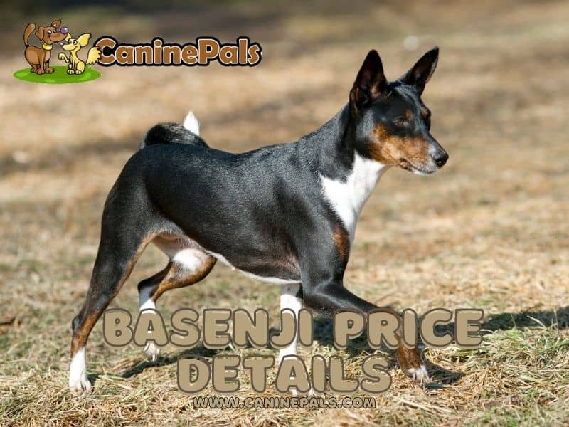 Basenji Price Details