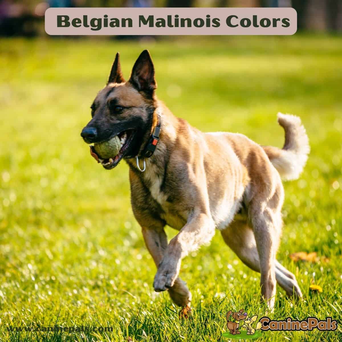 Belgian Malinois Colors Explained