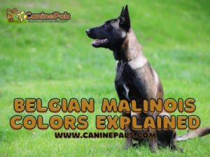 Belgian Malinois Colors Explained