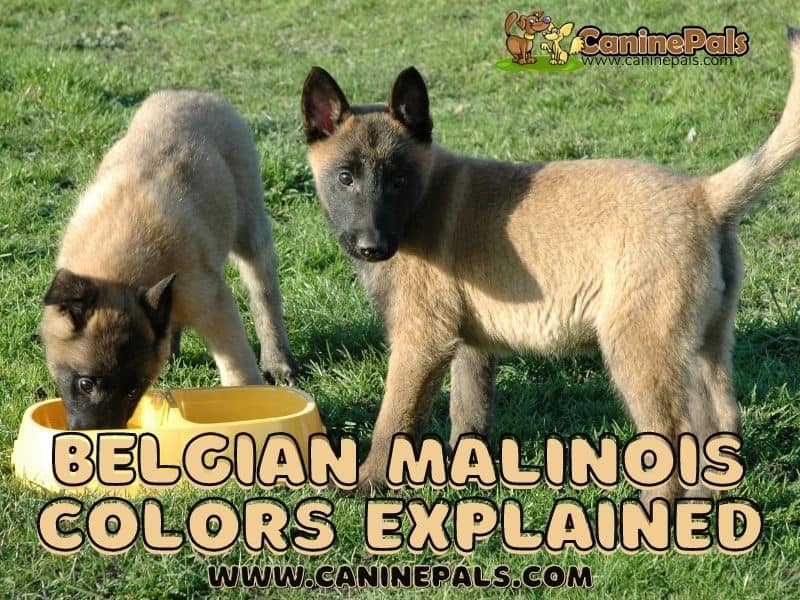 Belgian malinois coat clearance colors