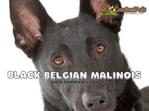 Black Belgian Malinois
