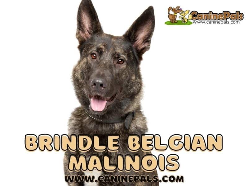 Brindle Belgian Malinois
