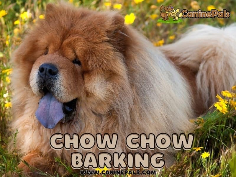  Chow Chow Barking