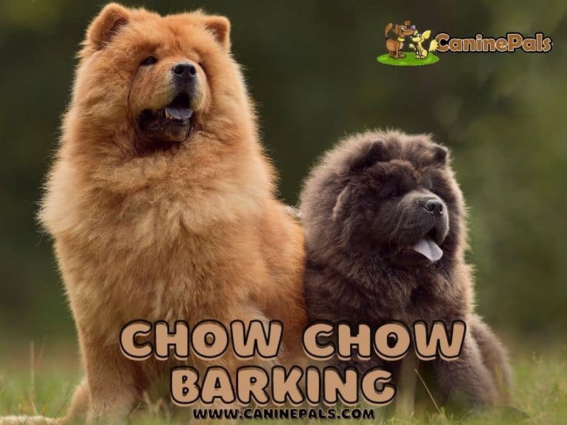  Chow Chow Barking