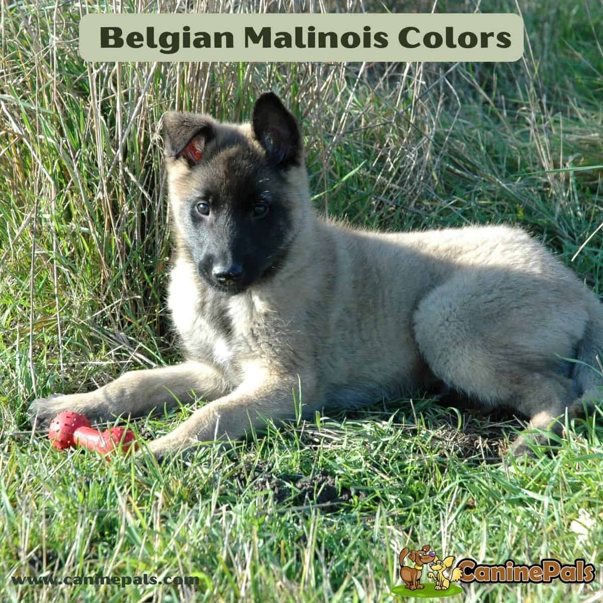 Cream Sable Belgian Malinoi