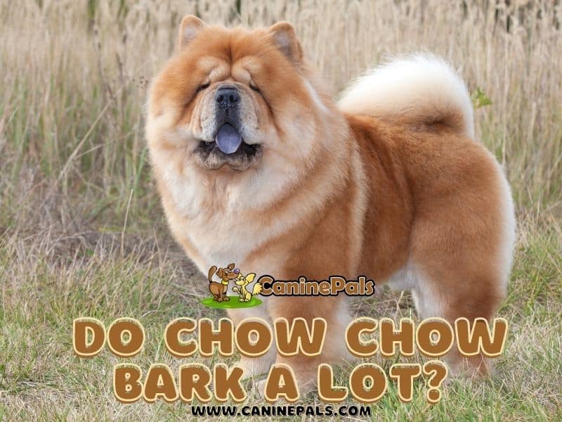o Chow Chow bark a lot