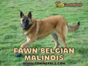 Fawn Belgian Malinois