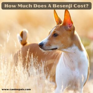 How Much Does a Basenji Cost?