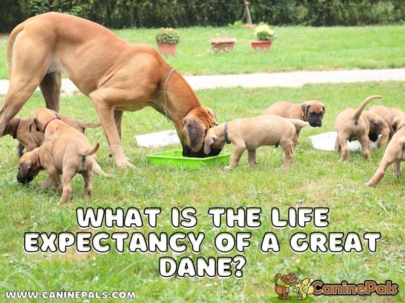 What Is The Life Expectancy Of A Great Dane Canine Pals   Life Expectancy Of A Great Dane 02 