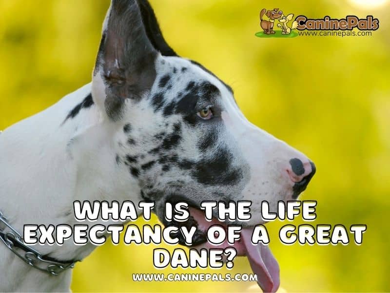 What is the Life Expectancy of a Great Dane?