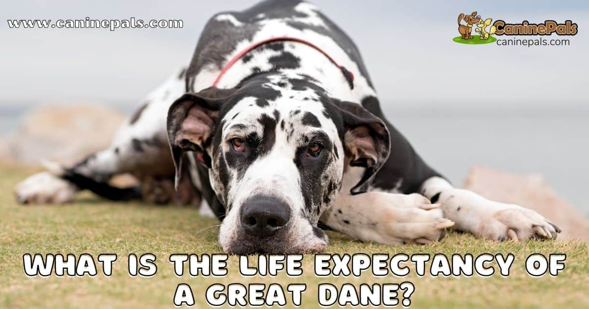 What is the Life Expectancy of a Great Dane?