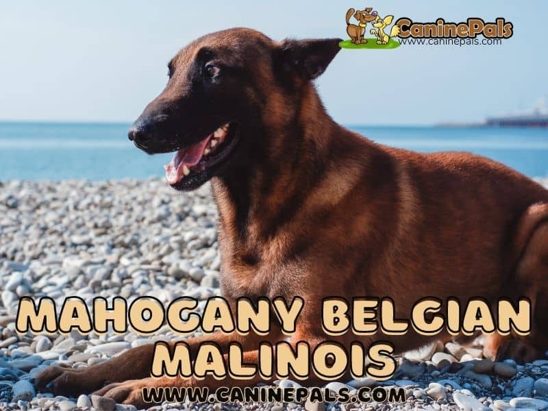 Mahogany Belgian Malinois