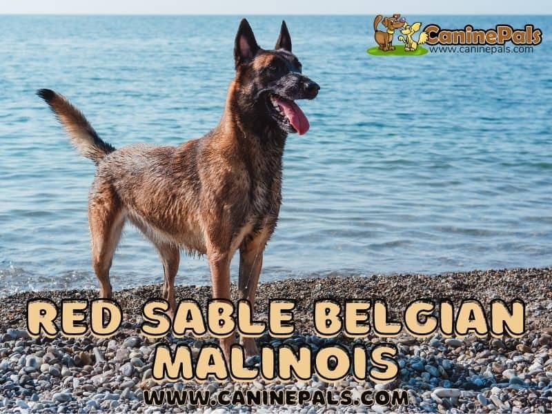 Red Sable Belgian Malinois