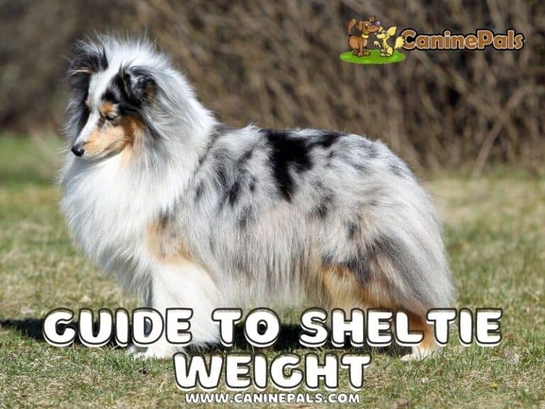The Complete Guide to Sheltie Weight Canine Pals