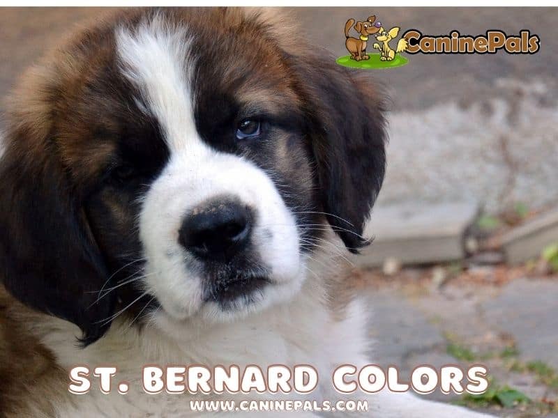 Complete St. Bernard Colors in Detail Explained - Canine Pals