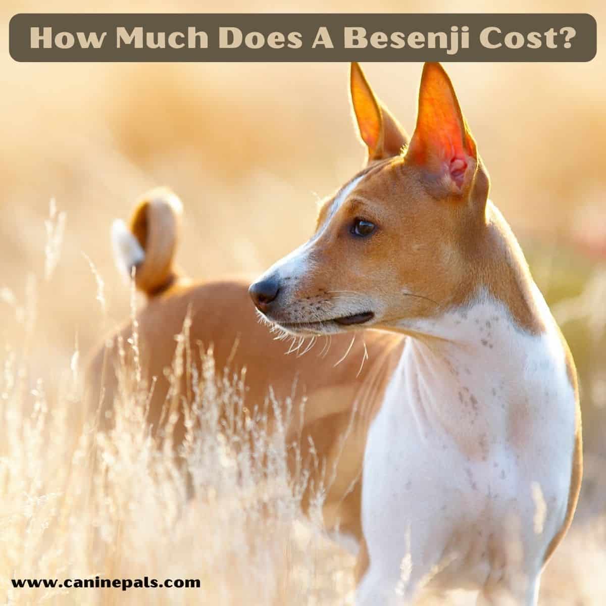 Basenji Cost