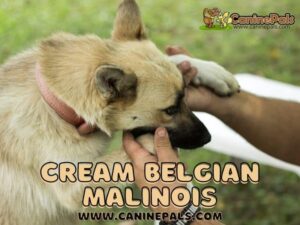 Cream Belgian Malinois