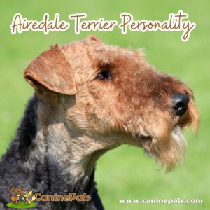 Airedale Terrier Personality