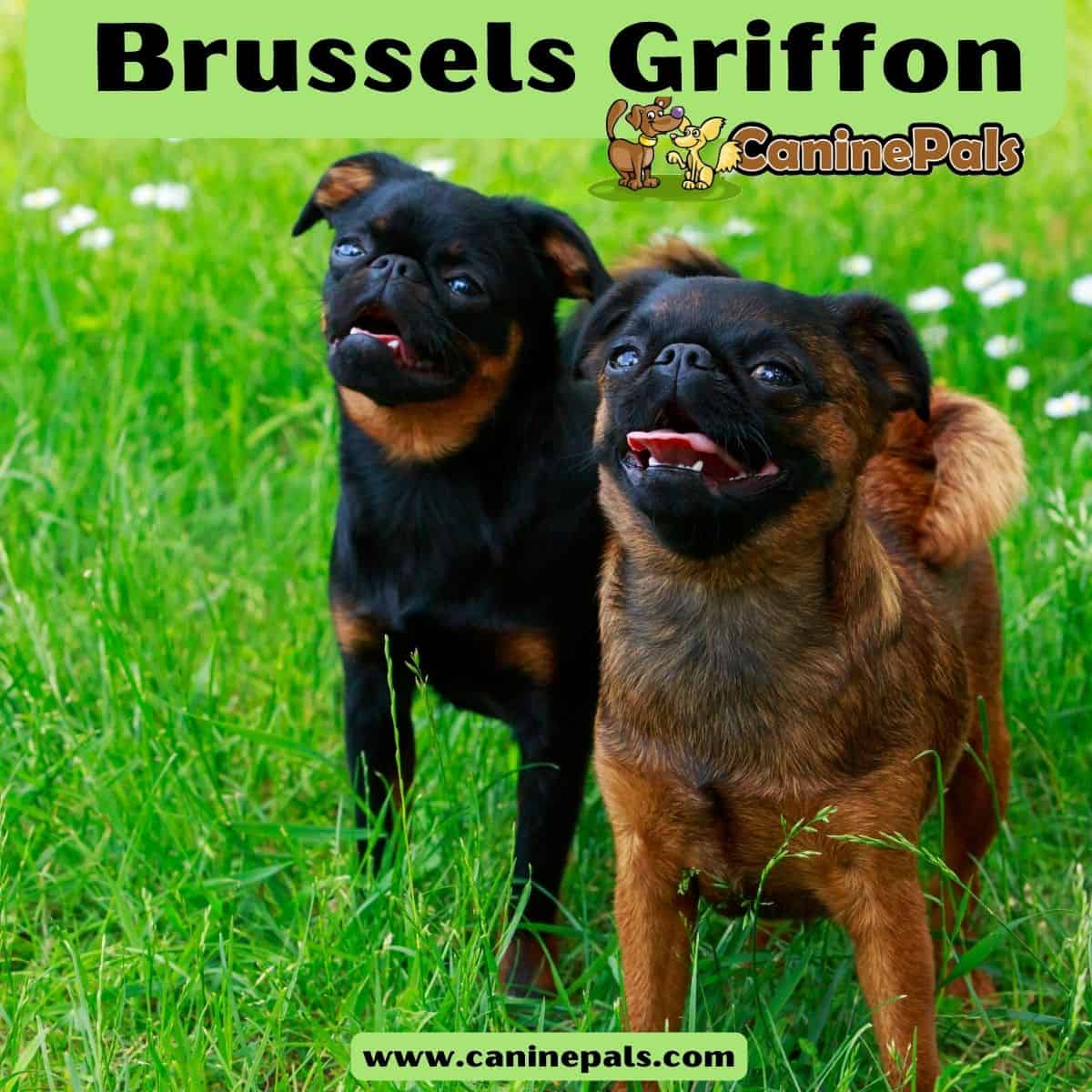 Brussels Griffon