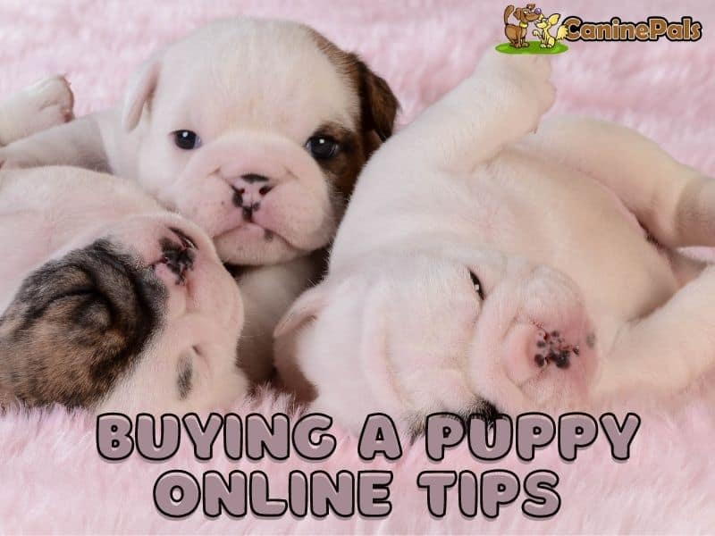 Buying a Puppy Online Tips