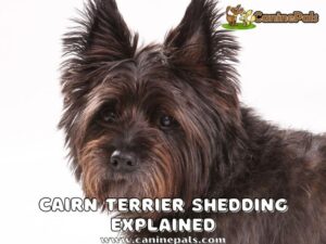 Cairn Terrier Shedding Explained