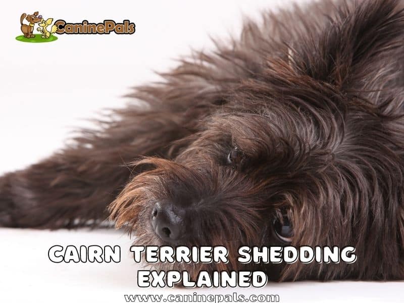 Cairn Terrier Shedding Explained