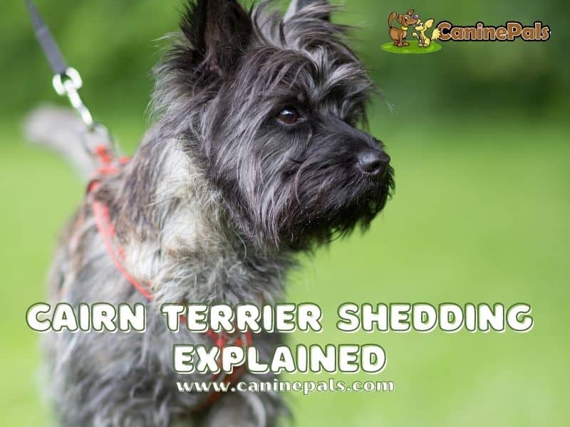 Cairn Terrier Shedding Explained